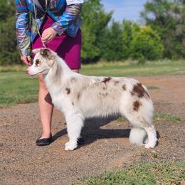 Lily - Border Collie
