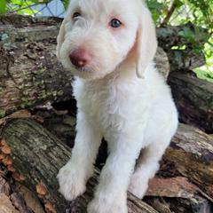 Labradoodle Puppies from Red Dirt Doodles