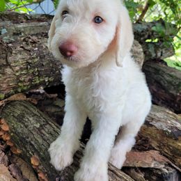Labradoodle Puppies from Red Dirt Doodles