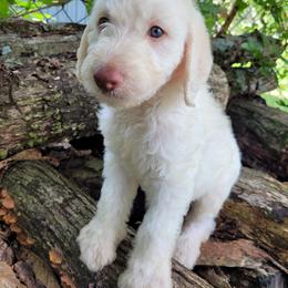 Labradoodle Puppies from Red Dirt Doodles