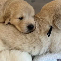 Golden Retriever Puppies from Journeyman Goldens