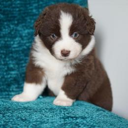 Fleur - Red & white female Miniature American Shepherd puppy in Kamuela On The Big Island, Hawaii from Royal Hawaiian Aussies LLC
