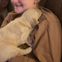 Goldendoodle Puppies from Goldendoodles of Vanhoy Farms