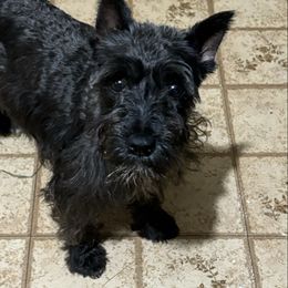Grace - Miniature Schnauzer