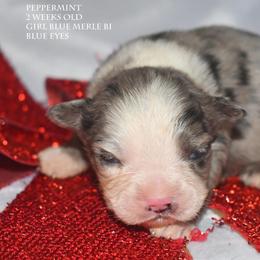 Peppermint - Blue merle female Miniature Australian Shepherd puppy in Patterson, North Carolina from DreamLine Aussies