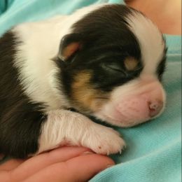 Australian Shepherd Puppies from Blissful Aussies