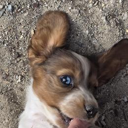 Dachshund Puppies from Butterbean Dachshunds