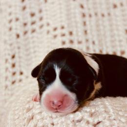 Winnie - Black and tan female Pembroke Welsh Corgi puppy in La Porte City, Iowa from Cedar River Corgis
