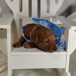 Coton de Tulear and Poodle Puppies from Legacy Pets