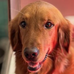 Valentine - Golden Retriever