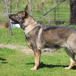 German Shepherds from Valor-K9s