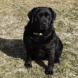 Labrador Retrievers from Whistler Farm