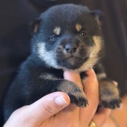 Nati - Shiba Inu puppy from Timberwood Paws
