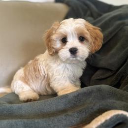 Denver - male Companion Cross puppy in Grottoes, Virginia from Wendy’s Maltese & Cavamalts of Virginia