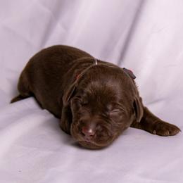 Red collar - Chocolate female Labrador Retriever puppy in Lebanon, Oregon from Table Rock Retrievers