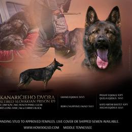 German Shepherd puppies from MK-K9 L.L.C.