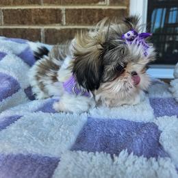 Lilly Rose - Silver gold and white female Shih Tzu puppy in Vernon, Texas from Fru Fru's Shih Tzus