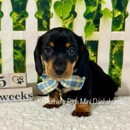 Tye - Black and tan male Dachshund puppy in Lakeland, Florida from Ruthie’s Rich Mini Dachshunds