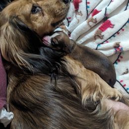 Dachshund Puppies from Sesame Doxies