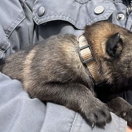 German Shepherd Puppies from Von Zorhaus