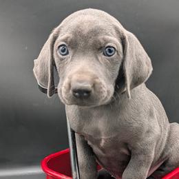 Shania - Blue female Weimaraner puppy in Evart, Michigan from Drehbar Weimaraners