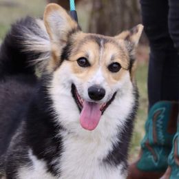 Byron - Pembroke Welsh Corgi puppy in Unionville, Missouri from Roger That Corgi
