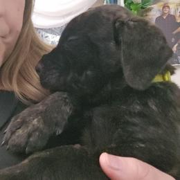 Yellow Collar - Chestnut brindle male Cane Corso puppy in Lewistown, Montana from Corsi Amore Kennels