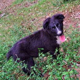 Boy 1 - Australian Shepherd puppy from Falls Australian Shepherds