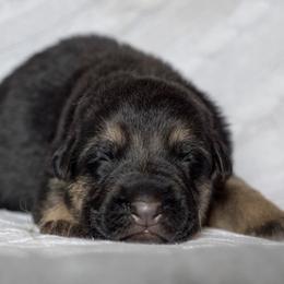 German Shepherd Puppies from Vom Haus Rabenstein