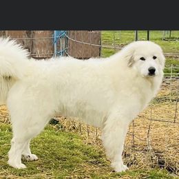 Bellini - Great Pyrenees