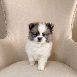 Levi - Orange parti male Pomeranian puppy in Phoenix, Arizona from Luxpomz