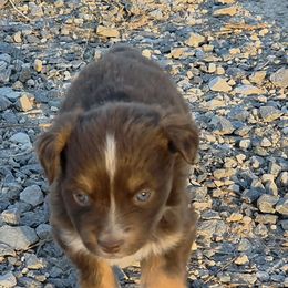 Haven - Red tri-color female Miniature American Shepherd puppy in Leonard, Texas from Tin Roof Aussies