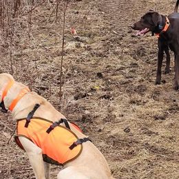 Labrador Retrievers from Three Springs Retrievers