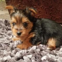 Archer - Black and gold male Yorkshire Terrier puppy in Hot Springs, Arkansas from Kimberly's Lovable Littles
