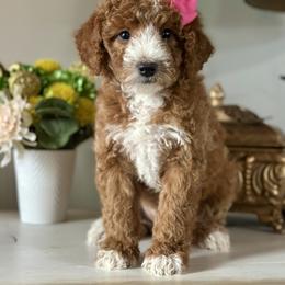 Princess Peach - Red  female Poodle puppy in Kentucky from Deerly Poodles
