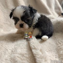 Chance - Tricolor male Shih Tzu puppy in Walkertown, North Carolina from Lil’ Bit’s Shih Tzu