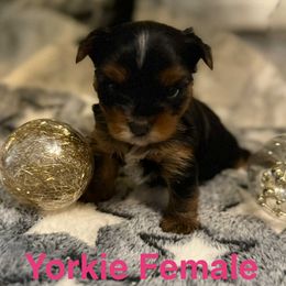 Yorkshire Terrier puppies from Our Yorkie and Morkie Puppies of Summerville, South Carolina.