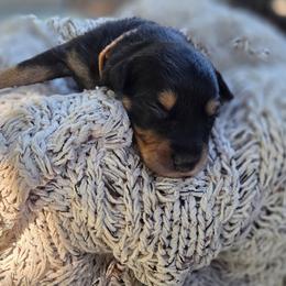 Freddy - Black tri-color male Australian Shepherd puppy in Salem, Oregon from Steady Aim Aussies