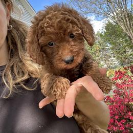 Sandra - Red  female Goldendoodle puppy in Mint Hill, North Carolina from DoodleForever