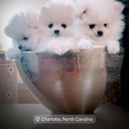 Pomeranian Puppies from Kouture Pomeranians