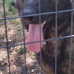 German Shepherds from Your Next Puppy