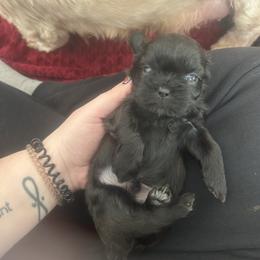 Boy 5 - Chocolate and tan male Shih Tzu puppy in Oregon, Ohio from Gogol Family Shih Tzus