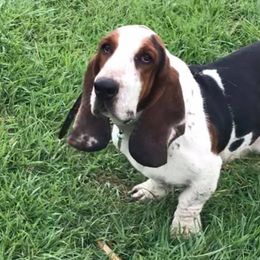 Basset Hounds and English Springer Spaniels from K&S Canines