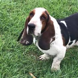 Basset Hounds and English Springer Spaniels from K&S Canines