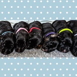 Rebekah - Black and red female German Shepherd puppy in Union City, Ohio from Heaven’s Angels