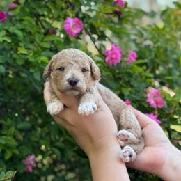 Jubilee - Apricot female Goldendoodle puppy in Wharton, Texas from Little Fur Friends