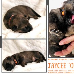 German Shepherd Puppies from Mountain Kraft K9 Kennel