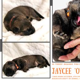 German Shepherd Puppies from Mountain Kraft K9 Kennel