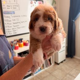 Brew - Brown and white male Bernedoodle puppy in Peoria, Arizona from Wroth's Paws
