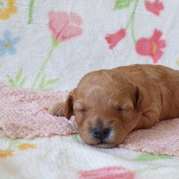 Lacy - Apricot female Poodle puppy in Hurricane Mills, Tennessee from Scenic Hills Kennels